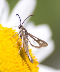 Pyropteron meriaeformis