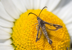 Pyropteron meriaeformis