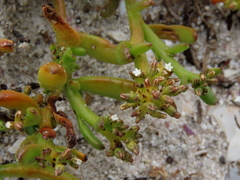 Thesium ecklonianum
