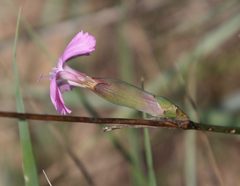 Dianthus tarentinus