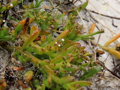 Thesium ecklonianum