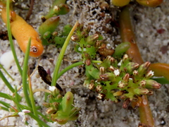 Thesium ecklonianum