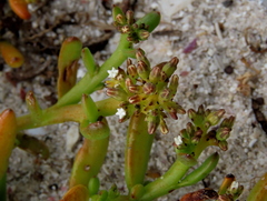 Thesium ecklonianum