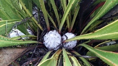 Protea cryophila