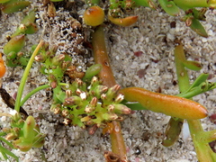 Thesium ecklonianum