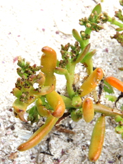 Thesium ecklonianum