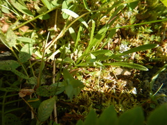 Leontopodium antennarioides