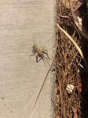 Gryllodes sigillatus