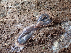 Arthurdendyus triangulatus