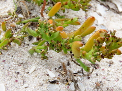 Thesium ecklonianum