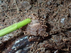 Arthurdendyus triangulatus