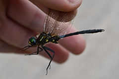 Somatochlora ensigera