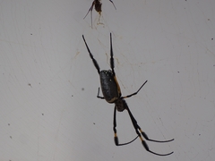 Trichonephila senegalensis