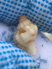 Phyllonotus pomum image