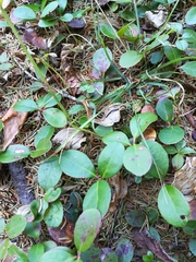 Gaultheria procumbens image