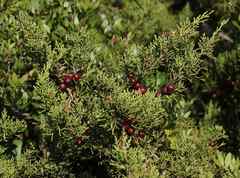 Juniperus phoenicea