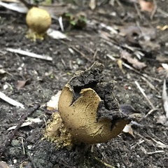 Scleroderma flavidum macrosporum