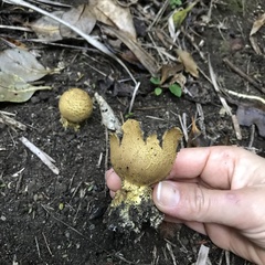 Scleroderma flavidum macrosporum