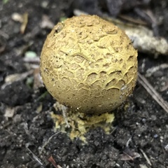 Scleroderma flavidum macrosporum