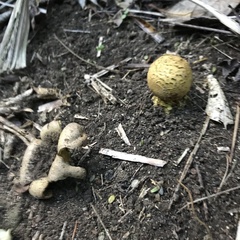 Scleroderma flavidum macrosporum