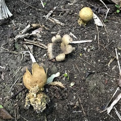 Scleroderma flavidum macrosporum