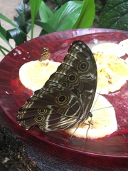 Morpho deidamia