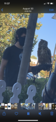 Bubo