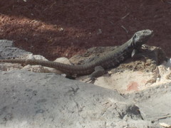 Gallotia galloti eisentrauti