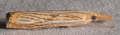 Crambus multilinellus