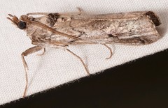 Melitara prodenialis