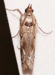 Melitara prodenialis