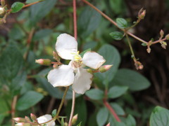 Heterocentron subtriplinervium