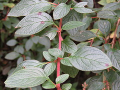 Heterocentron subtriplinervium