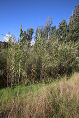Arundo donax versicolor