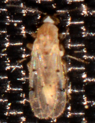 Alluaudomyia
