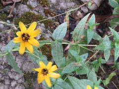 Zinnia maritima