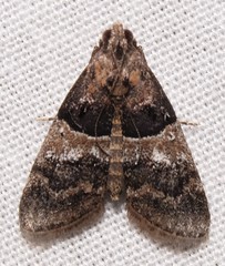 Pococera scortealis