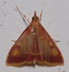 Pyrausta acrionalis