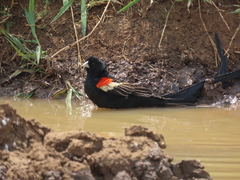 Euplectes progne progne