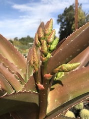 Aloe vaombe