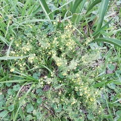 Scoparia montevidensis