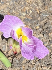 Siphonochilus aethiopicus