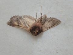 Autographa gamma