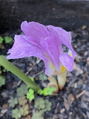 Siphonochilus aethiopicus