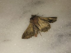 Autographa gamma