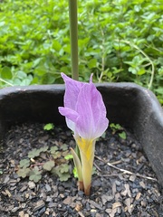 Siphonochilus aethiopicus