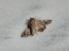 Autographa gamma