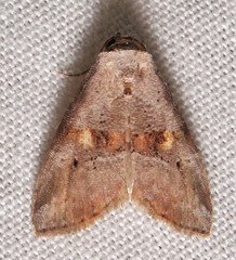 Hyperstrotia flaviguttata