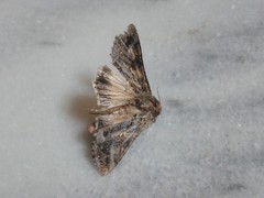 Autographa gamma