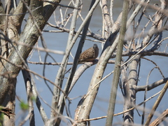 Columbina inca